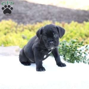 Dawn, Cane Corso Puppy